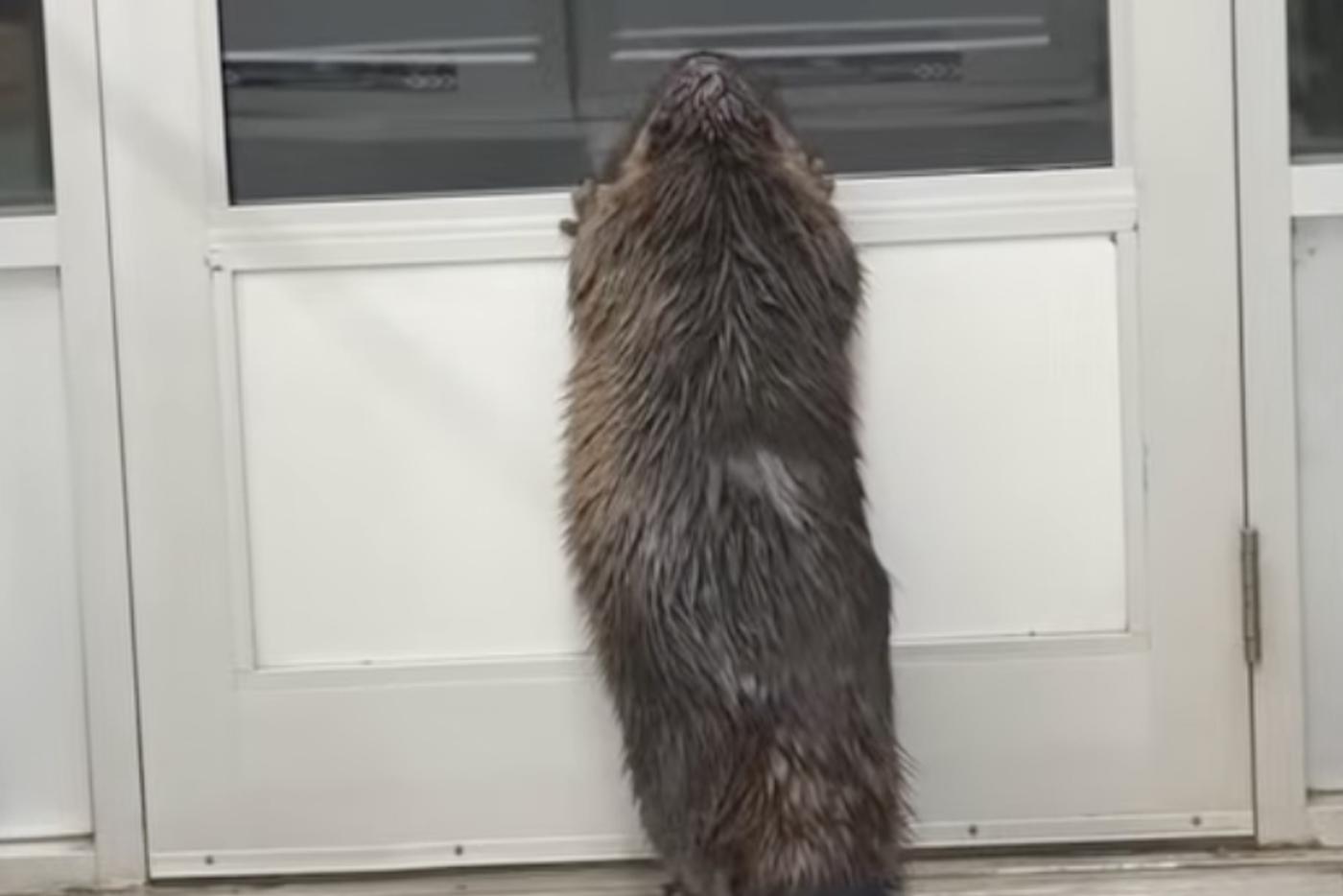 Почему видео с бобром в супермаркете стало вирусным в Интернете