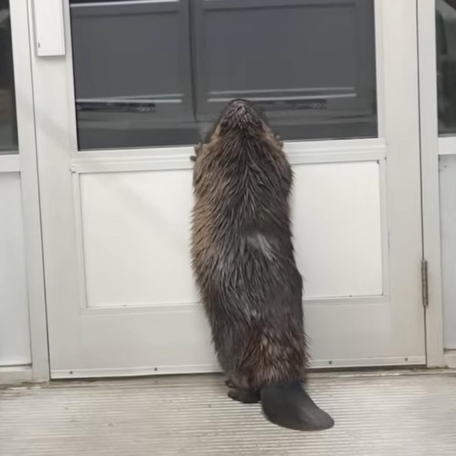 В канадский супермаркет забрёл растерянный бобр и стал звездой Интернета. Необычный гость – крупный бобр – зашёл в магазин города Ханна в провинции Альберта. Камеры видеонаблюдения засняли, как животное бродит между стеллажами в полной растерянности. На место вызвали службы, которые вывели зверя на улицу