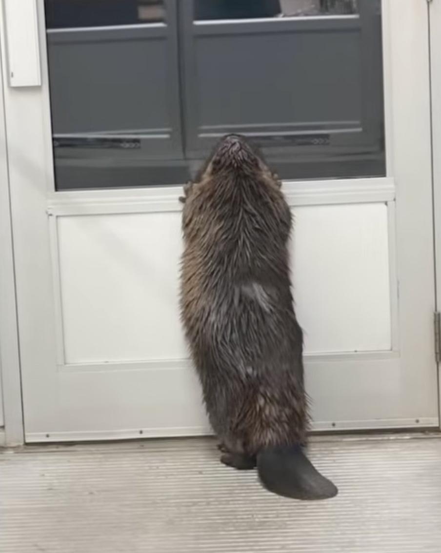 В канадский супермаркет забрёл растерянный бобр и стал звездой Интернета. Необычный гость – крупный бобр – зашёл в магазин города Ханна в провинции Альберта. Камеры видеонаблюдения засняли, как животное бродит между стеллажами в полной растерянности. На место вызвали службы, которые вывели зверя на улицу