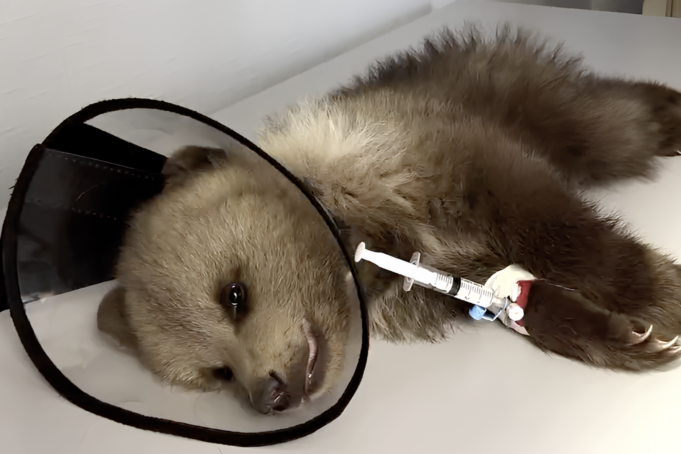 Малышку-медвежонка спасли волонтёры "Земли Прайда": из Северной Осетии её перевезли в Москву