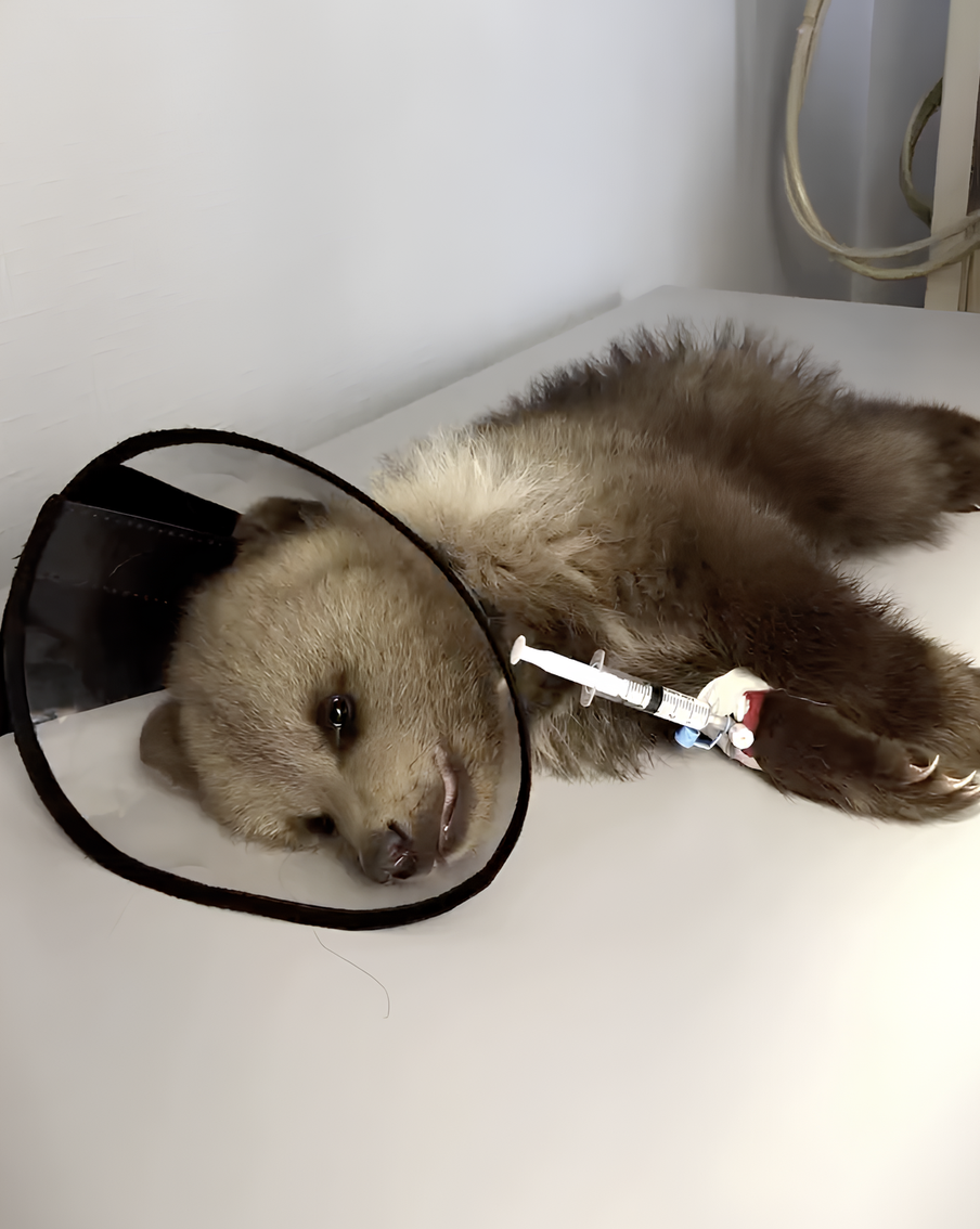 Медвежонок по кличке Дынька обрёл дом в "Земле прайда": чудесная история спасения