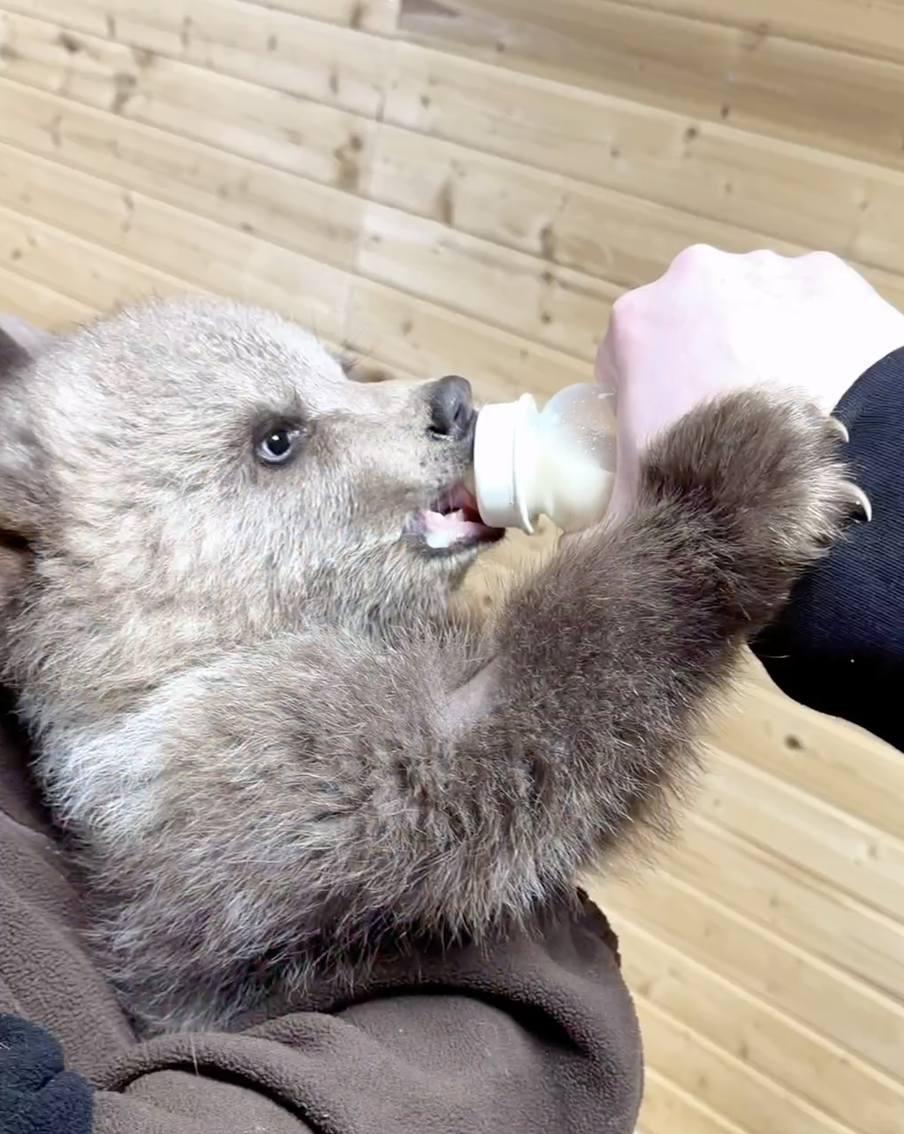 Малышка оказалась практически ручной.