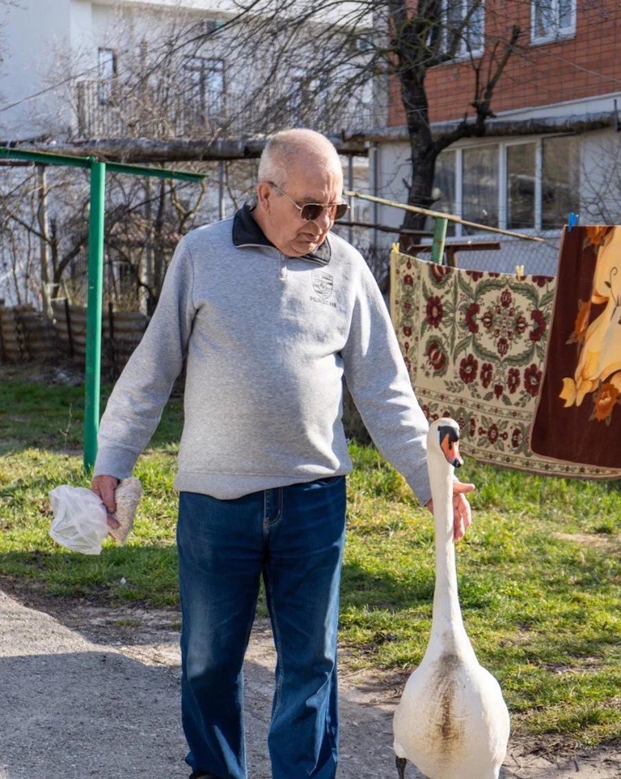 Обрести Счастье: российский пенсионер подружился с лебедем и хочет спасти его товарища
