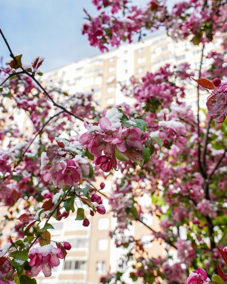 Стало известно, какая погода ожидает москвичей перед майскими праздниками. Синоптик предупредил жителей и гостей столицы о предстоящем похолодании, которое будет предшествовать грядущим майским праздникам