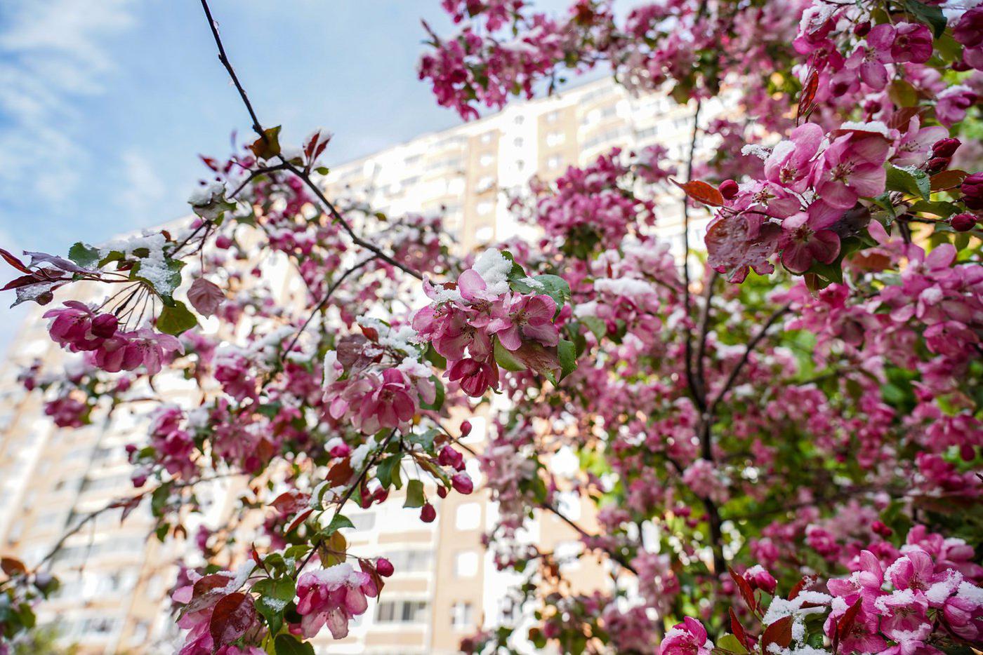Москвичам рассказали о том, какая погода будет ждать их перед наступлением майских праздников