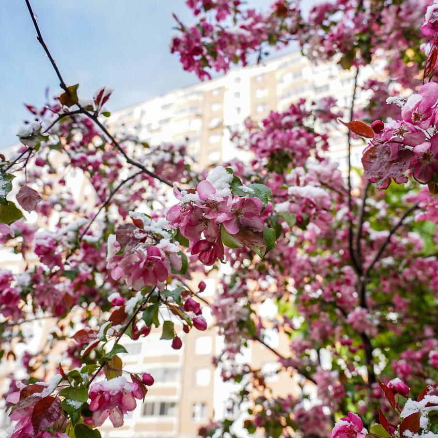 Стало известно, какая погода ожидает москвичей перед майскими праздниками. Синоптик предупредил жителей и гостей столицы о предстоящем похолодании, которое будет предшествовать грядущим майским праздникам