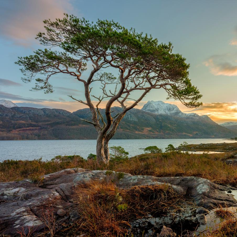 Они выжили чудом: учёные нашли последние дикие сосны в пустой Шотландии. В сети появился короткометражный документальный фильм рассказывает о двух экологах, которые ищут последние уцелевшие сосны в шотландском высокогорье. Некогда густые древние леса теперь сохранились лишь в крошечных разрозненных пятнах, и учёные фиксируют каждое дерево