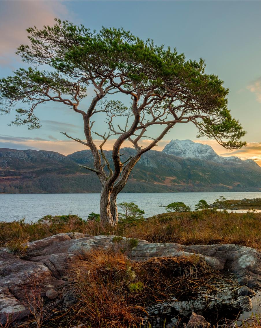 Они выжили чудом: учёные нашли последние дикие сосны в пустой Шотландии. В сети появился короткометражный документальный фильм рассказывает о двух экологах, которые ищут последние уцелевшие сосны в шотландском высокогорье. Некогда густые древние леса теперь сохранились лишь в крошечных разрозненных пятнах, и учёные фиксируют каждое дерево