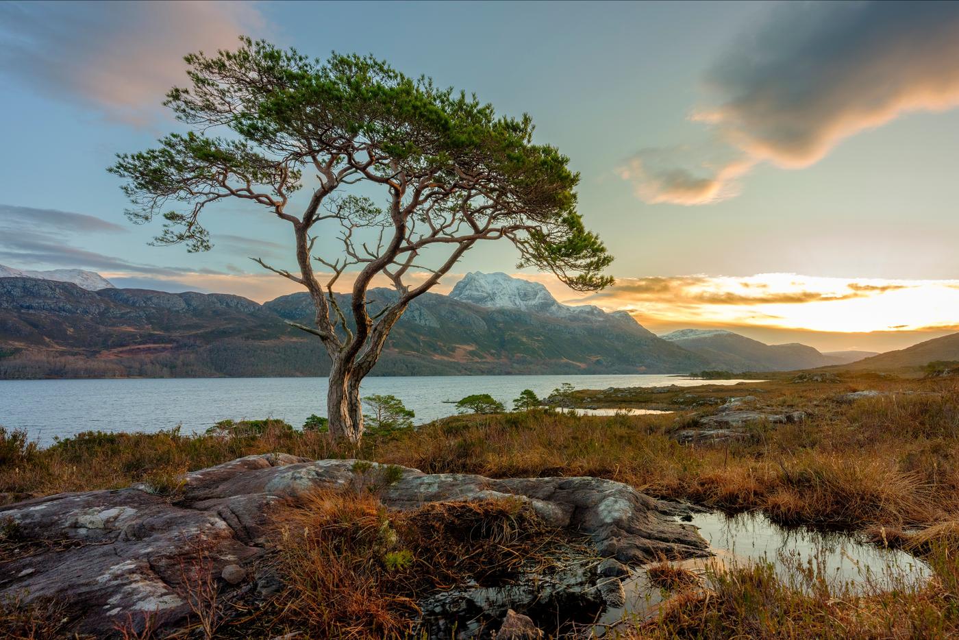 Они выжили чудом: учёные нашли последние дикие сосны в пустой Шотландии