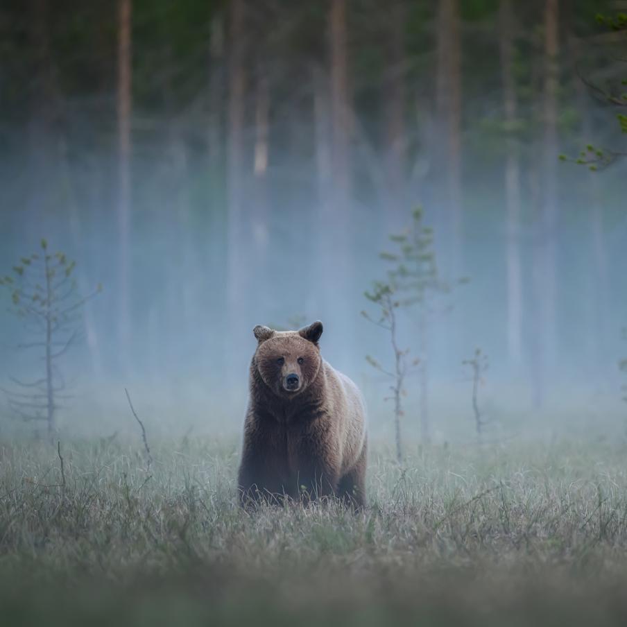 Бурый медведь напал на двух военных США во время учений на Аляске. Инцидент произошёл в горной местности Анкориджа во время тренировки по ориентированию на местности. Оба солдата применили перцовый баллончик, но всё равно получили ранения. Медведь, по версии властей, защищал свою берлогу от чужаков