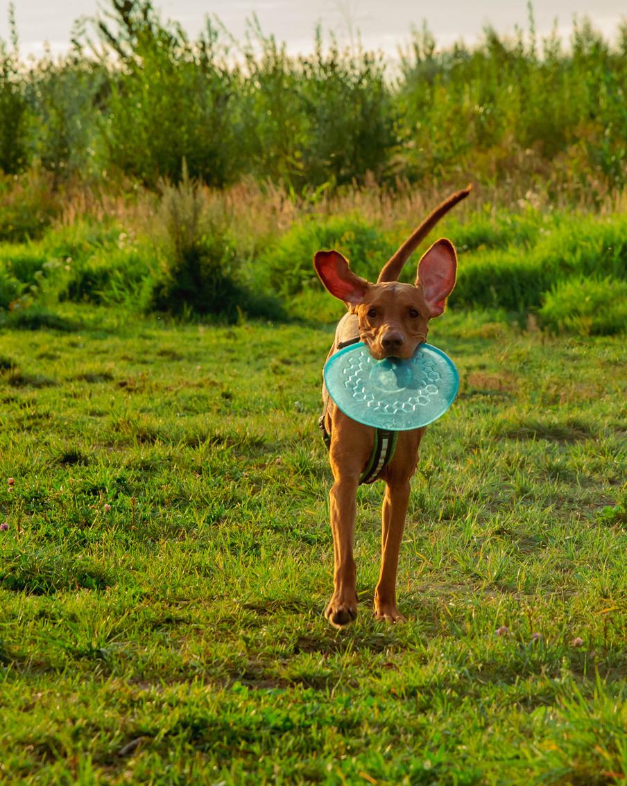 Клещи вышли на охоту: как защитить собаку весной и не пропустить опасный укус