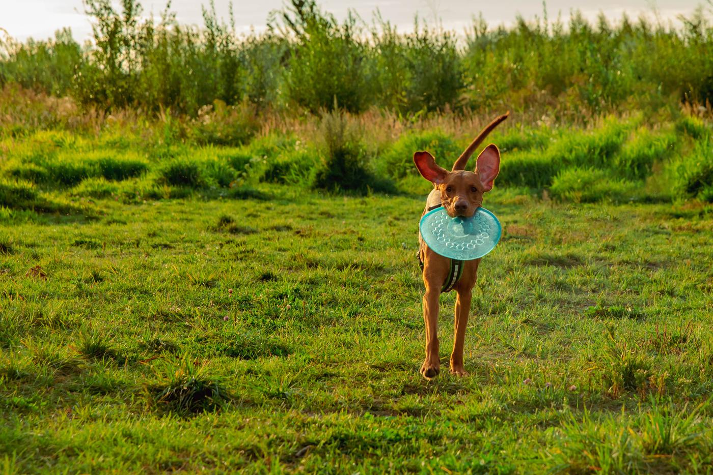 Клещи вышли на охоту: как защитить собаку весной и не пропустить опасный укус