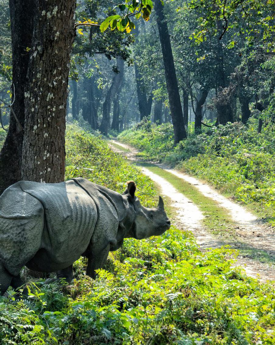 Смертельный парадокс Непала: как спасение редких носорогов обернулось трагедией. В Непале зафиксирован резкий всплеск нападений диких животных на людей из-за успешного восстановления популяций. В 2024 году жертвами встреч с мегафауной стали 11 человек, причём большинство из них погибли от рогов носорогов