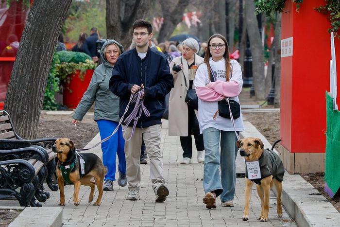 Более 50 животных нашли хозяев на мероприятии "Моспитомец х Четвероногий друг"