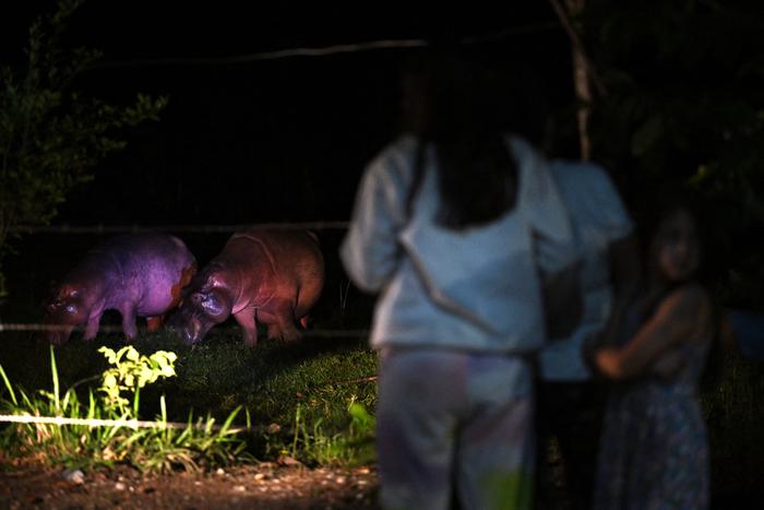 Можно кастрировать или натравить львов: варианты спасения "кокаиновых бегемотов"