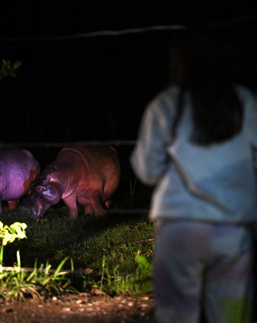 Можно кастрировать или натравить львов: варианты спасения "кокаиновых бегемотов"