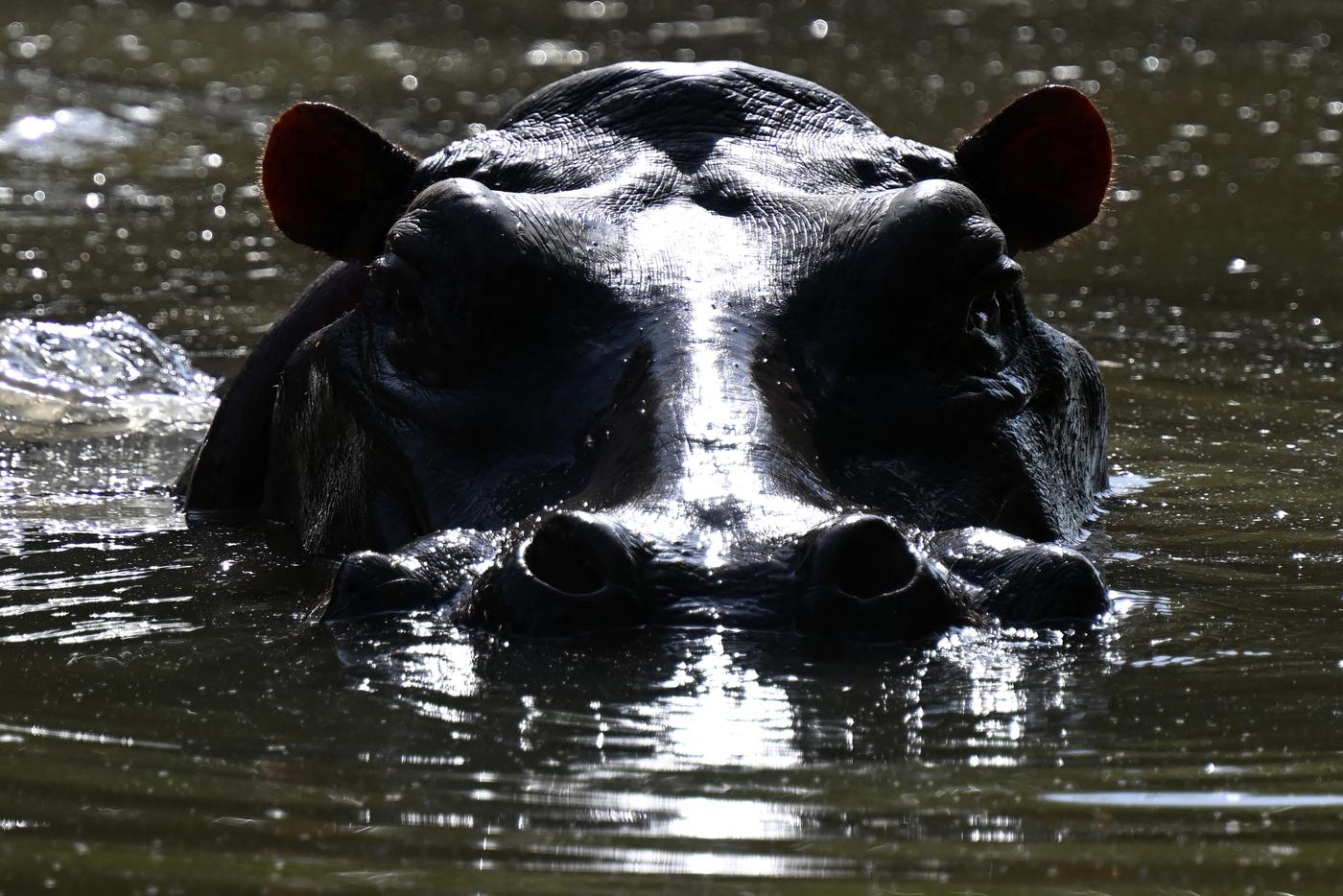 "Кокаиновый бегемот" в дикой природе в озере недалеко от тематического парка Hacienda Napoles, который когда-то был частным зоопарком Эскобара.