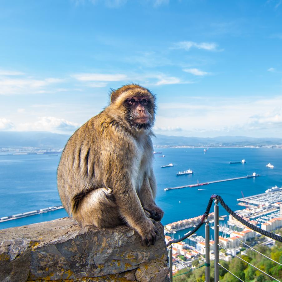 Обезьяны в Гибралтаре едят землю, чтобы защитить желудок от фастфуда туристов. Макаки маготы, живущие на скале, научились намеренно поедать почву. Учёные считают, что таким образом они нейтрализуют последствия употребления солёных, сладких и жирных снеков, которые им бросают или которые они воруют у отдыхающих. Пик "землеедения" приходится на курортный сезон