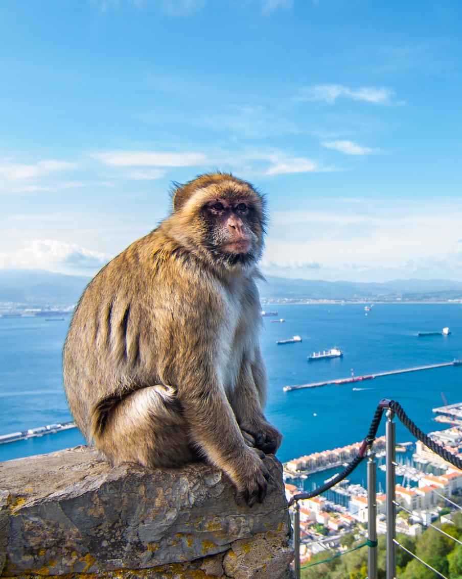 Обезьяны в Гибралтаре едят землю, чтобы защитить желудок от фастфуда туристов. Макаки маготы, живущие на скале, научились намеренно поедать почву. Учёные считают, что таким образом они нейтрализуют последствия употребления солёных, сладких и жирных снеков, которые им бросают или которые они воруют у отдыхающих. Пик "землеедения" приходится на курортный сезон