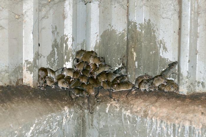 Сколько мышей на гектар считается порогом "чумы" по оценкам CSIRO