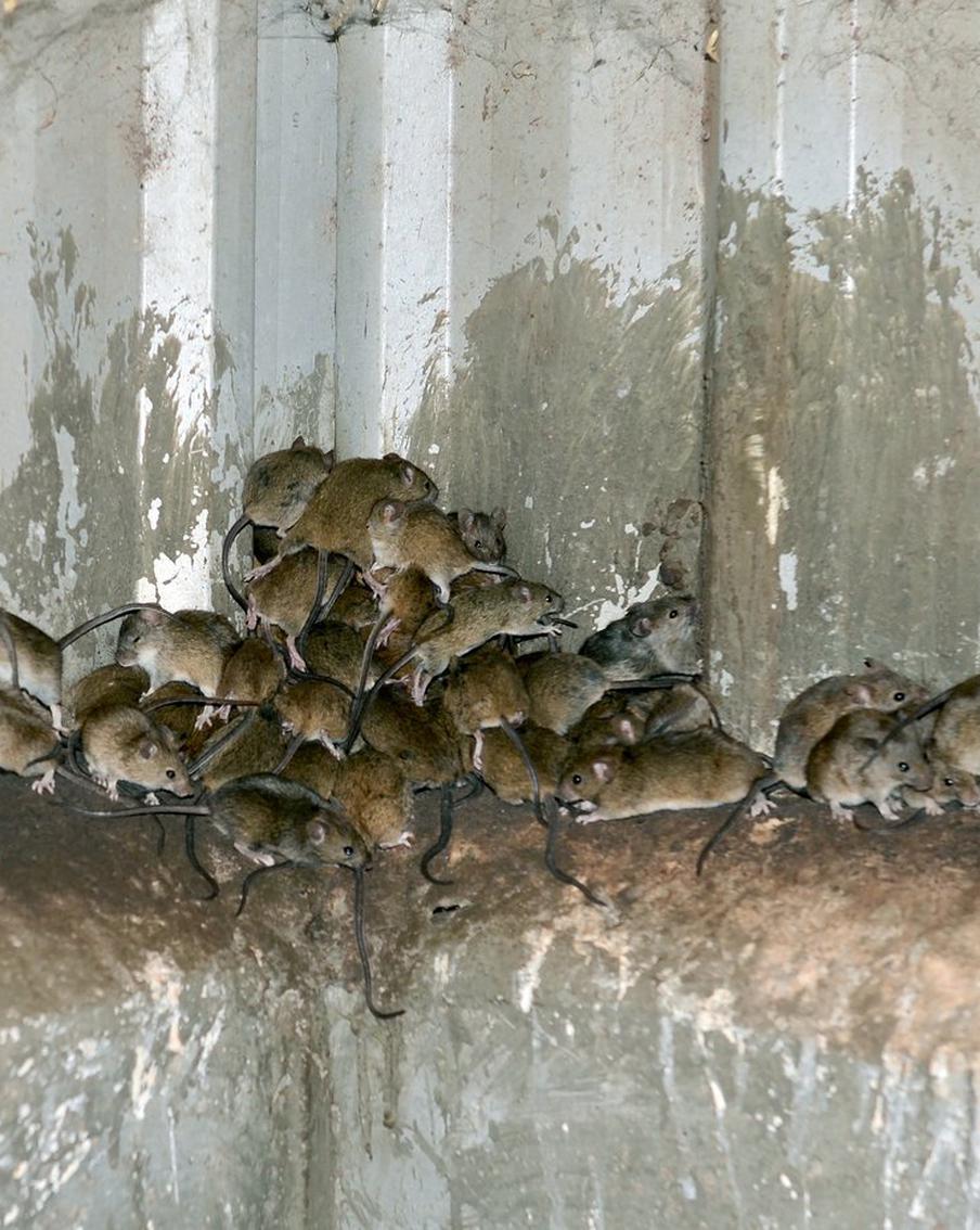 Нашествие мышей угрожает урожаю зерна в Западной и Южной Австралии. В Западной Австралии зафиксирована настоящая "мышиная чума": до 4000 нор на гектар. Фермеры на Аделаидских равнинах также сообщают об экстремально высокой численности грызунов. Учёные предупреждают: ситуация может быстро ухудшиться, поскольку самки способны приносить потомство каждые три недели