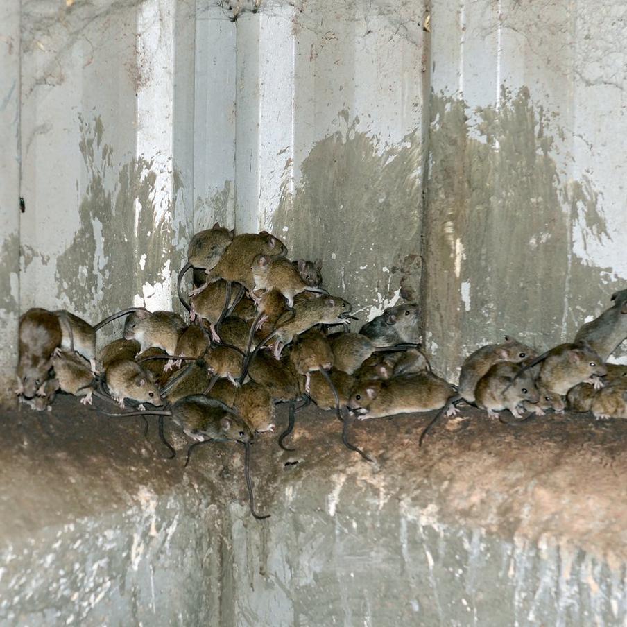 Нашествие мышей угрожает урожаю зерна в Западной и Южной Австралии. В Западной Австралии зафиксирована настоящая "мышиная чума": до 4000 нор на гектар. Фермеры на Аделаидских равнинах также сообщают об экстремально высокой численности грызунов. Учёные предупреждают: ситуация может быстро ухудшиться, поскольку самки способны приносить потомство каждые три недели