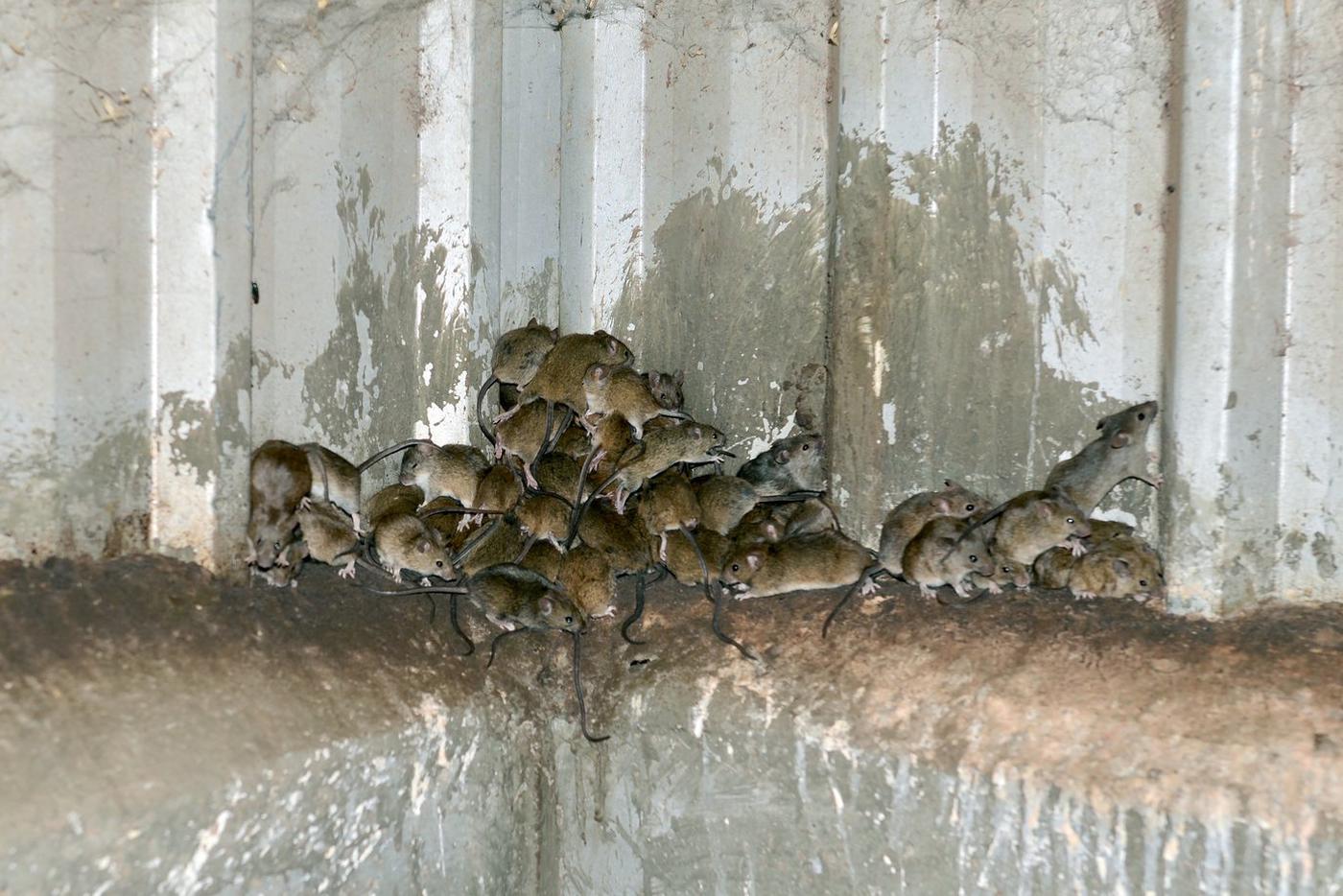 Нашествие мышей угрожает урожаю зерна в Западной и Южной Австралии