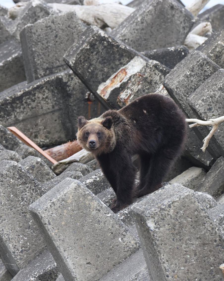 В Японии медведь напал на военнослужащего сил самообороны в Фукусиме. Инцидент произошёл во время тушения пожара на военном полигоне. Хищник повредил мужчине руки, но его жизни ничего не угрожает. Это уже второй случай за неделю: ранее медведь ранил полицейского и, предположительно, убил женщину в той же префектуре