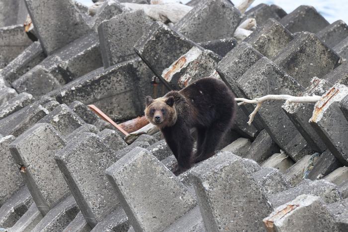 Японские медведи всё чаще стали выходить к людям