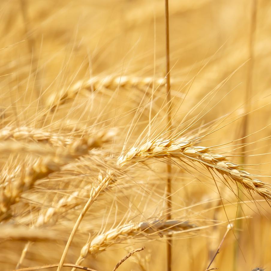 Экстремальная жара оставит более миллиарда фермеров без работы во всём мире. Глобальное потепление наносит сокрушительный удар по аграрному сектору планеты. Согласно свежему докладу ФАО и ВМО, массовая гибель скота и критическое падение урожайности ставят под угрозу выживание человечества