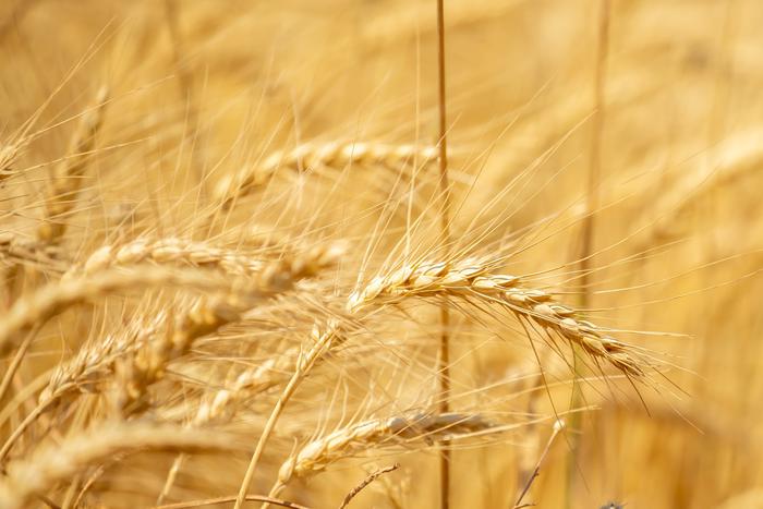 Как экстремальная жара влияет на урожайность ключевых зерновых культур в 2026 году