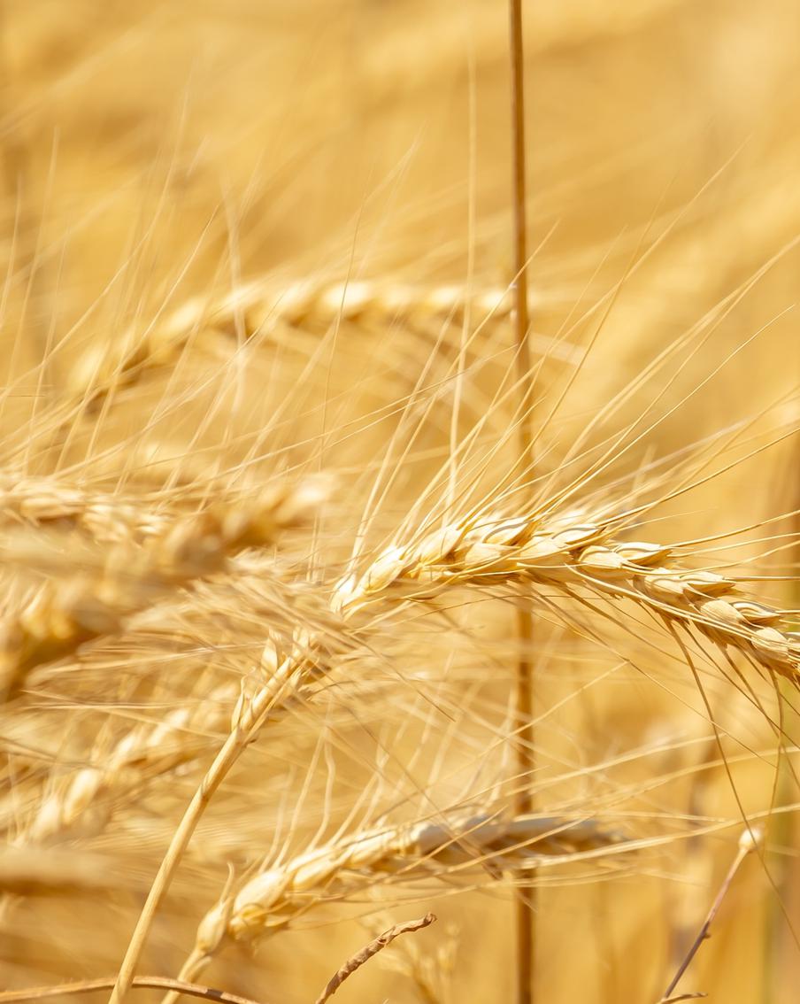 Экстремальная жара оставит более миллиарда фермеров без работы во всём мире. Глобальное потепление наносит сокрушительный удар по аграрному сектору планеты. Согласно свежему докладу ФАО и ВМО, массовая гибель скота и критическое падение урожайности ставят под угрозу выживание человечества