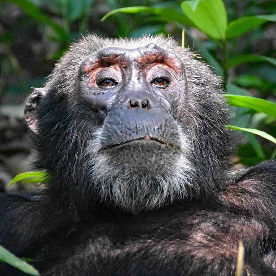 Учёные доказали, что бонобо и шимпанзе гораздо ближе к людям, чем считалось. Новые научные эксперименты подтвердили наличие воображения и логики у человекообразных обезьян. Исследователи из Университета Сент-Эндрюс доказали, что приматы способны к вымышленным играм и рациональному пересмотру своих убеждений