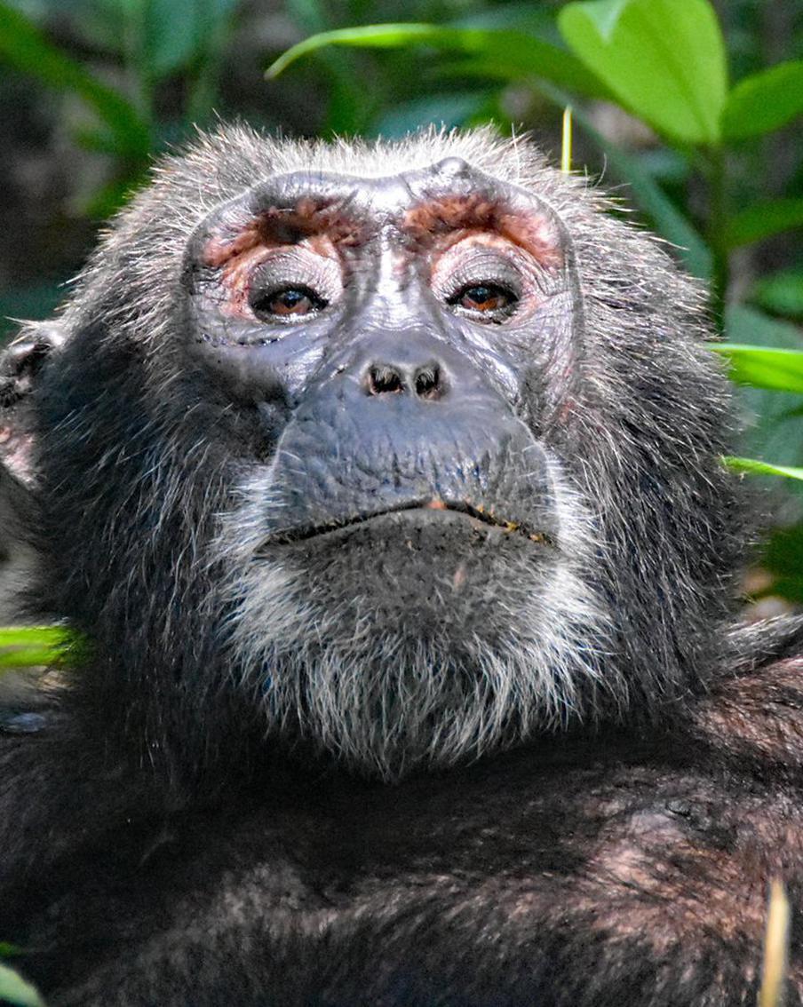 Учёные доказали, что бонобо и шимпанзе гораздо ближе к людям, чем считалось. Новые научные эксперименты подтвердили наличие воображения и логики у человекообразных обезьян. Исследователи из Университета Сент-Эндрюс доказали, что приматы способны к вымышленным играм и рациональному пересмотру своих убеждений