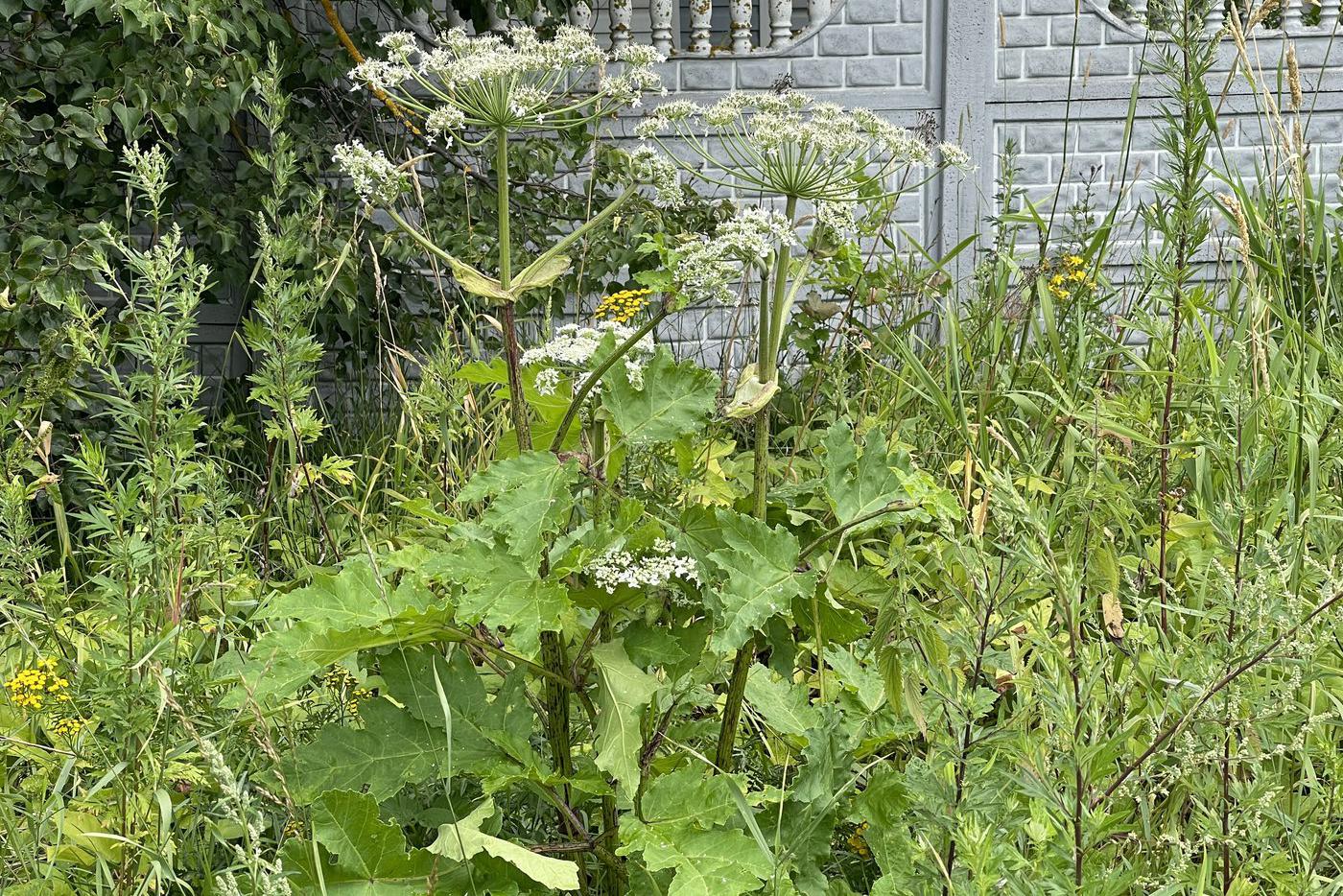 Мошенники требуют с дачников штрафы за борщевик и мусор