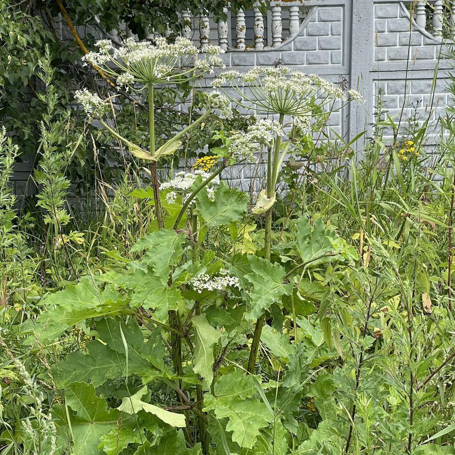 Мошенники рассылают дачникам поддельные штрафы за борщевик и мусор. После ужесточения ответственности за состояние участков в 2026 году злоумышленники нашли новую схему: они отправляют фальшивые e-mail и СМС о нарушениях (сорняки, костры, мусор) со ссылкой на оплату "со скидкой". Цель – получить доступ к аккаунту "Госуслуг" жертвы