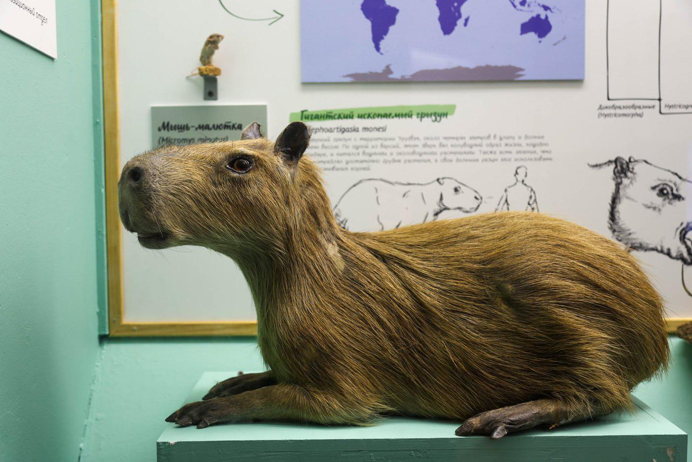 Капибара-капибара-капибара... и здесь в тренде!