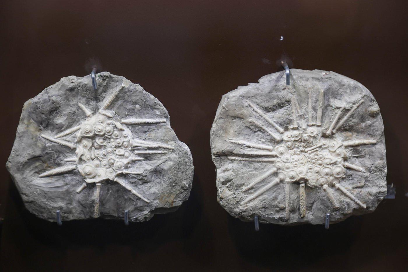 По словам одного из спикеров, подобные палеонтологические находки сегодня обладают огромной ценностью как для науки, так и для коллекционеров.