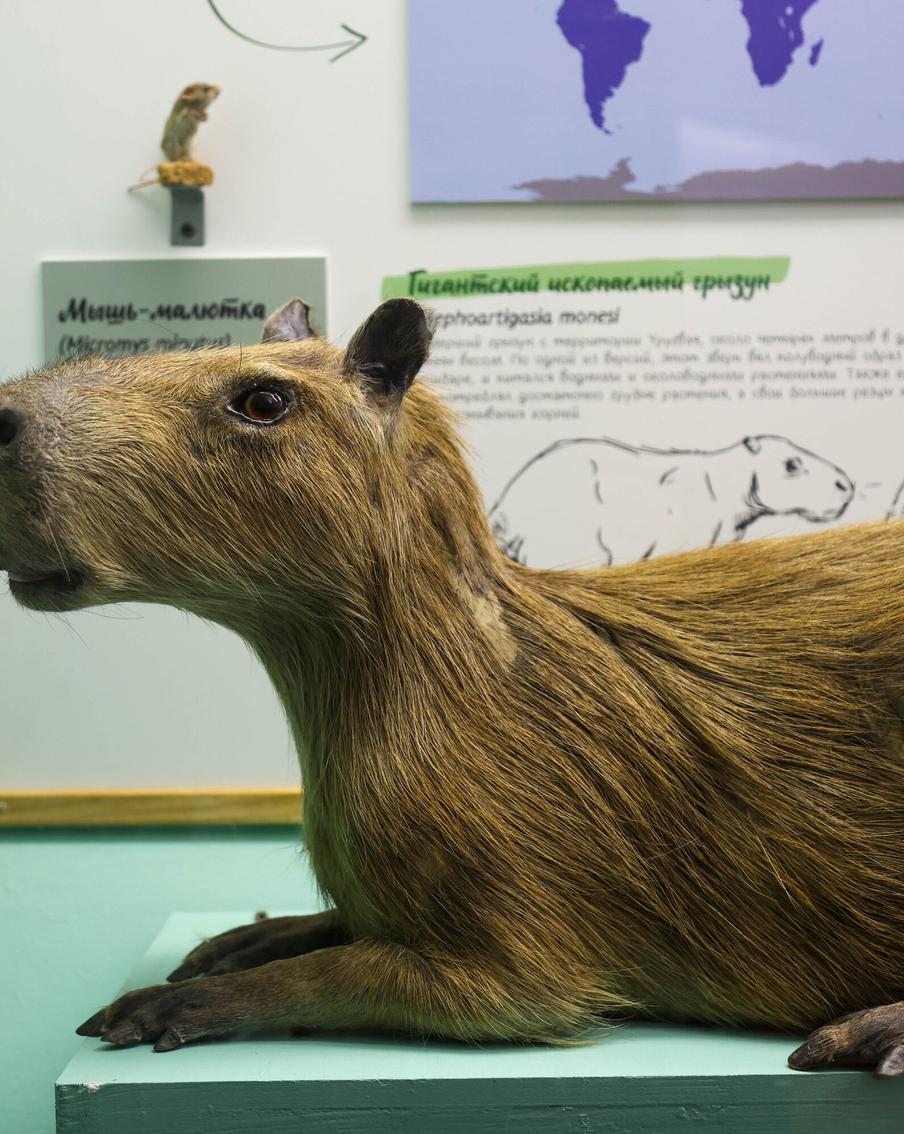 Самая популярная капибара и морские ежи из Подмосковья: биологический музей им. Тимирязева отметил день рождения