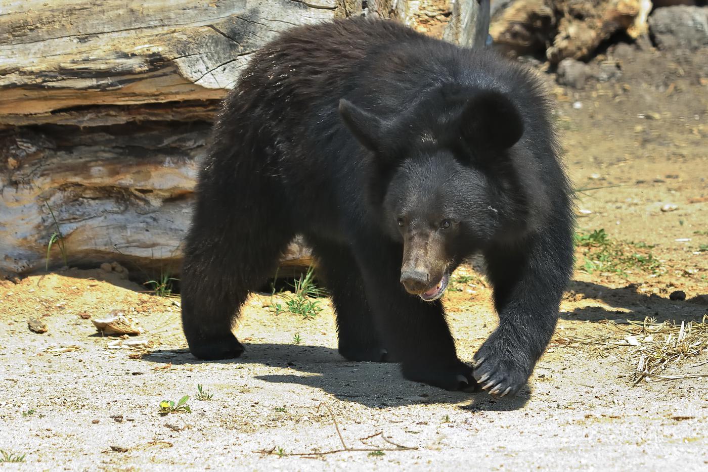 Японские кровожадные медведи выходят к жилым домам и убивают людей