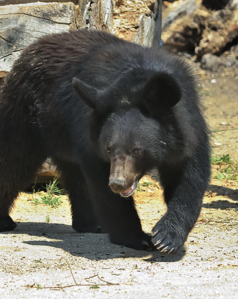 Японские кровожадные медведи выходят к жилым домам и убивают людей