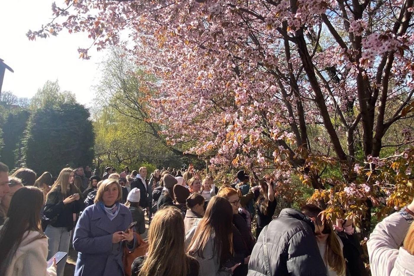 Москвичи стоят в очередях к сакуре, мандариновым весам и Ленину