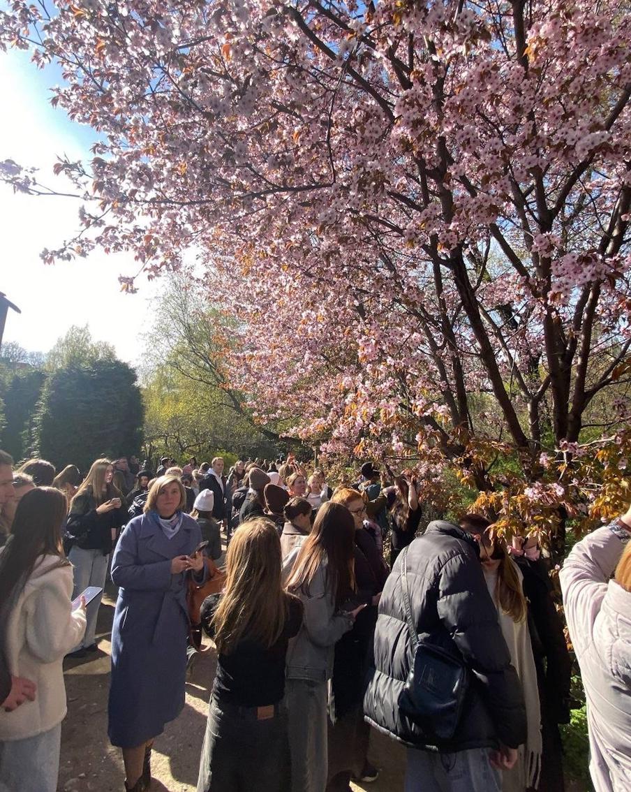 Современные москвичи стоят в очередях к сакурам, мандариновым весам и Ленину