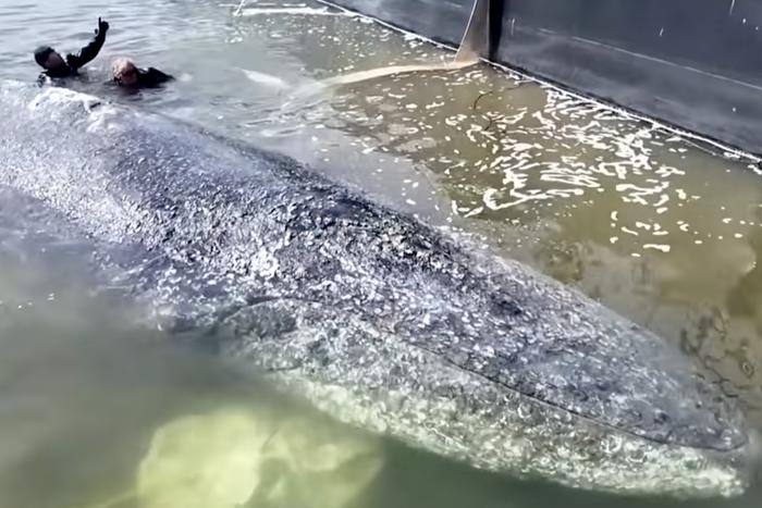 Спасти Тимми: истощенного кита на барже везут в Атлантику через Северное море