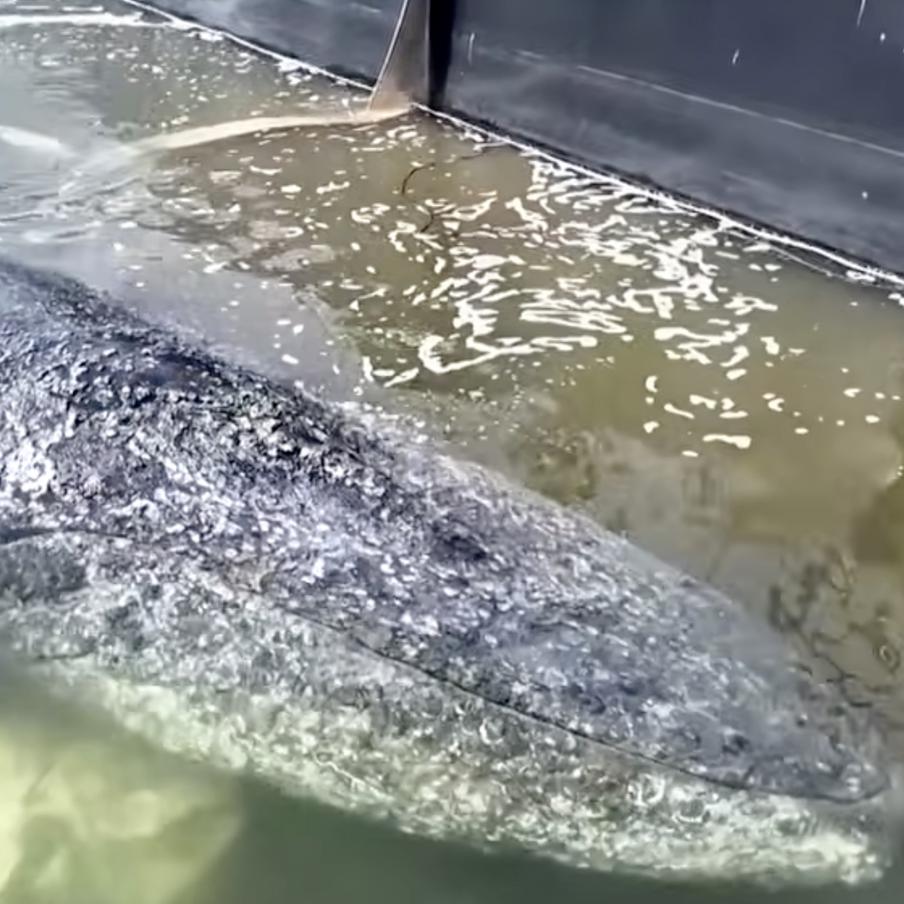 В Германии началась спасательная операция по вывозу кита Тимми в Северное море. Молодой горбатый кит по кличке Тимми больше месяца просидел на мели в Балтийском море возле Любека. Во вторник он самостоятельно заплыл на специальную баржу, которую два миллионера арендовали для его спасения. Теперь судно отбуксируют в Северное море, где кита выпустят на волю