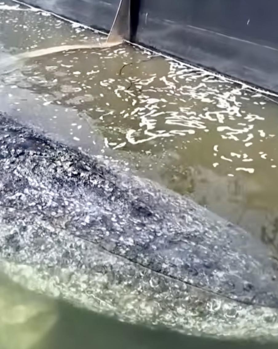 В Германии началась спасательная операция по вывозу кита Тимми в Северное море. Молодой горбатый кит по кличке Тимми больше месяца просидел на мели в Балтийском море возле Любека. Во вторник он самостоятельно заплыл на специальную баржу, которую два миллионера арендовали для его спасения. Теперь судно отбуксируют в Северное море, где кита выпустят на волю