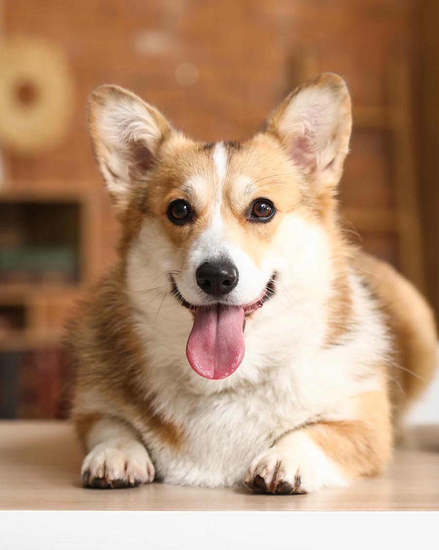 Мозг собак начал уменьшаться в размерах не менее 5 тысяч лет назад. Французские учёные изучили компьютерные томограммы черепов древних и современных волков и собак и выяснили, что уменьшение мозга у домашних питомцев произошло гораздо позже, чем считалось ранее. Ранние протособаки, жившие рядом с человеком 35 тыс. и 15 тыс. лет назад, имели мозг не меньше, чем у волков того же периода