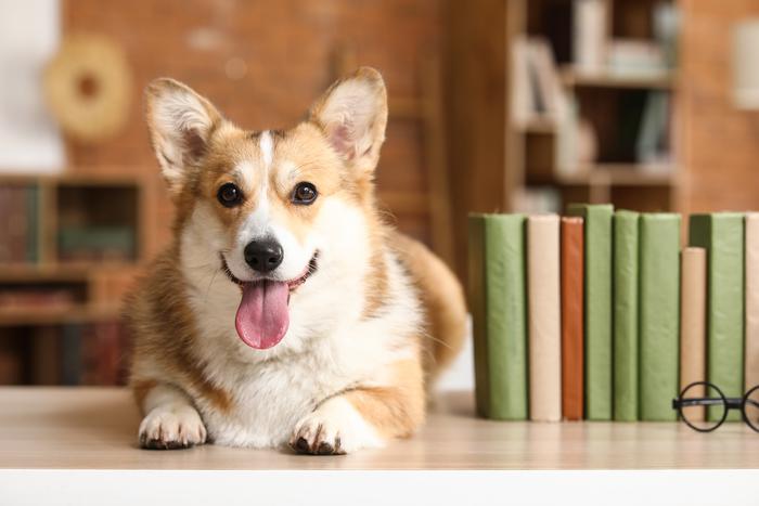 Как ограниченная еда в неолитической деревне повлияла на эволюцию мозга собак