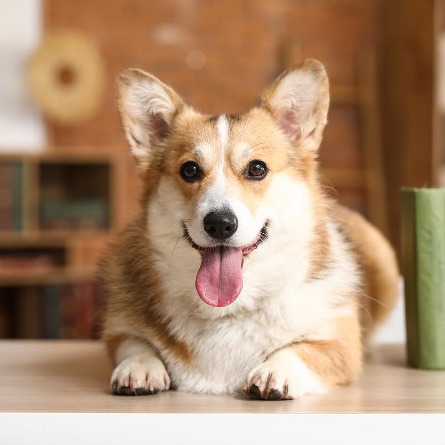 Мозг собак начал уменьшаться в размерах не менее 5 тысяч лет назад. Французские учёные изучили компьютерные томограммы черепов древних и современных волков и собак и выяснили, что уменьшение мозга у домашних питомцев произошло гораздо позже, чем считалось ранее. Ранние протособаки, жившие рядом с человеком 35 тыс. и 15 тыс. лет назад, имели мозг не меньше, чем у волков того же периода