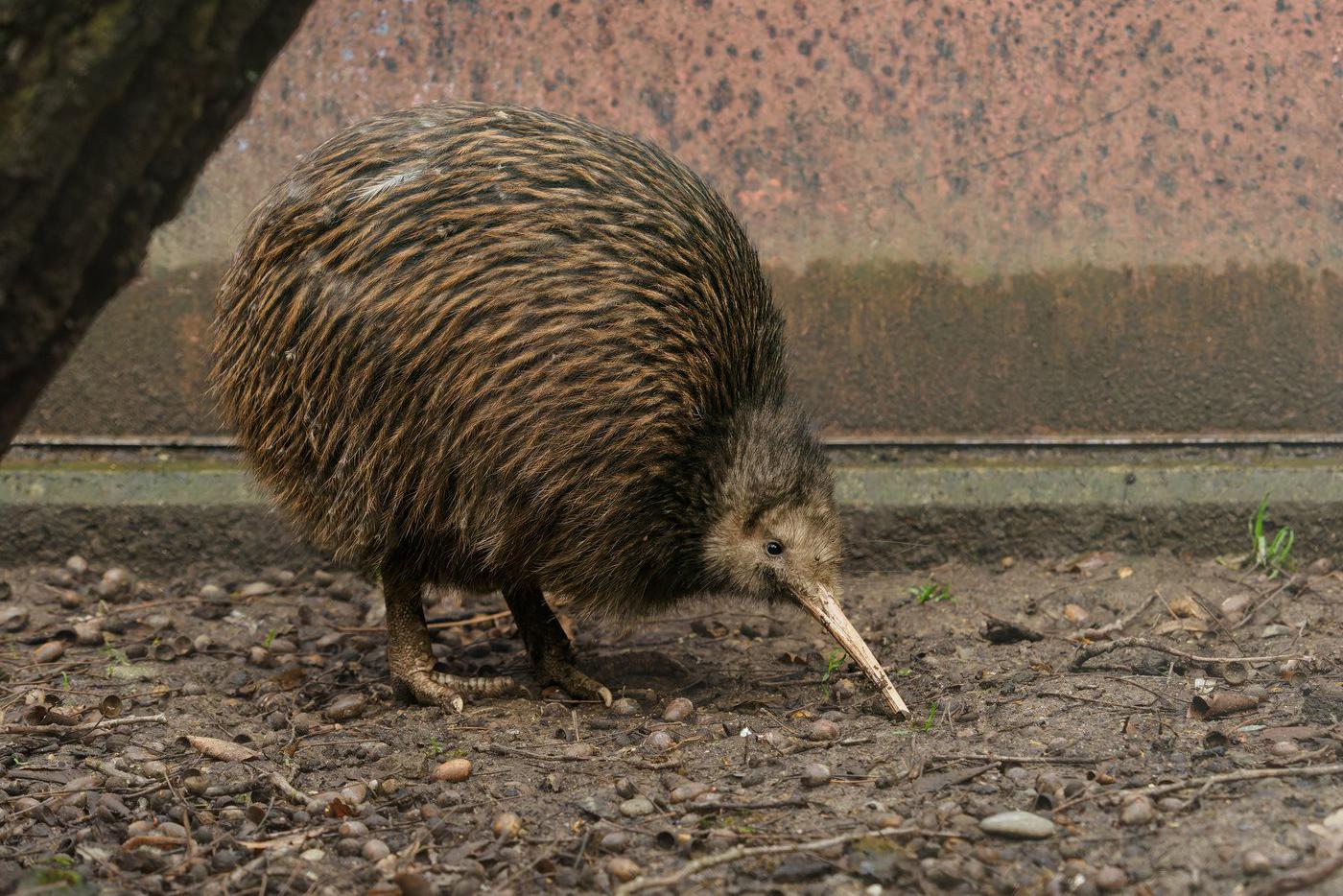 Киви в парламенте: как Новая Зеландия спасла свой символ от вымирания